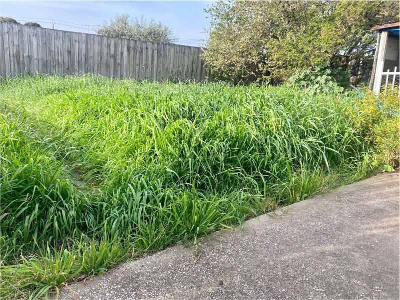 Outdoor Clean Up image 14